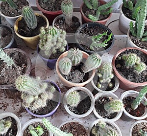 A cactus is a member of the plant family Cactaceae, a family 